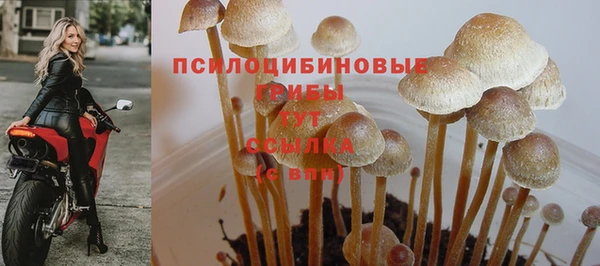 твердый Богданович
